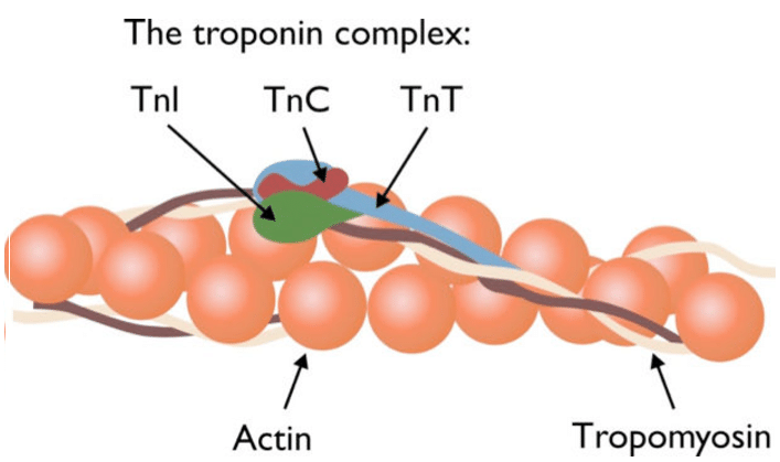 Vai trò của Troponin I độ nhạy cao (hsTnI) trong chẩn đoán, theo dõi nhồi  máu cơ tim cấp (AMI) và phân tầng nguy cơ các sự kiện tim mạch trong tương